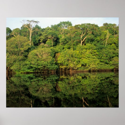 Anavilhanas, Amazonas, Brazilië. Regenwoud rivier Poster (Voorkant)