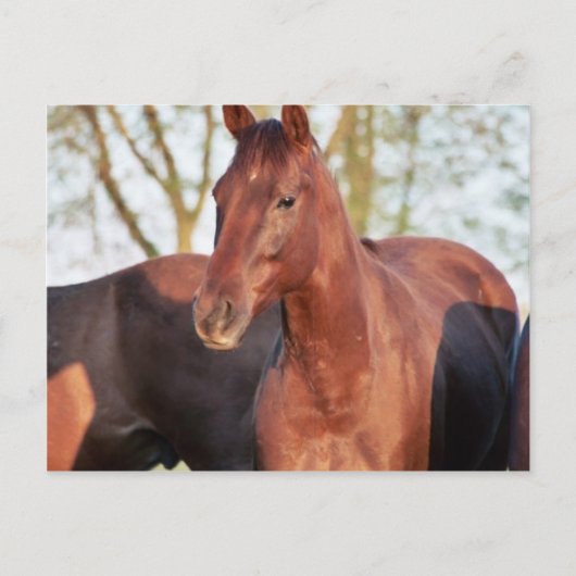 ANB Gotalil Gumption Briefkaart (Voorkant)
