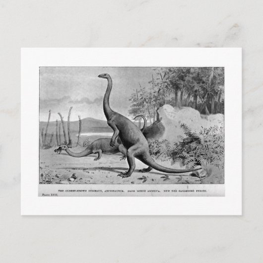 Anchisaurus art briefkaart (Voorkant)