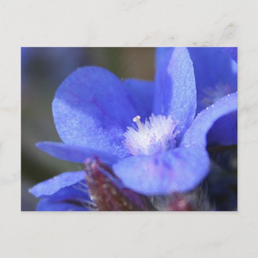 Anchusa Azurea "Dropmore" - briefkaart (Voorkant)