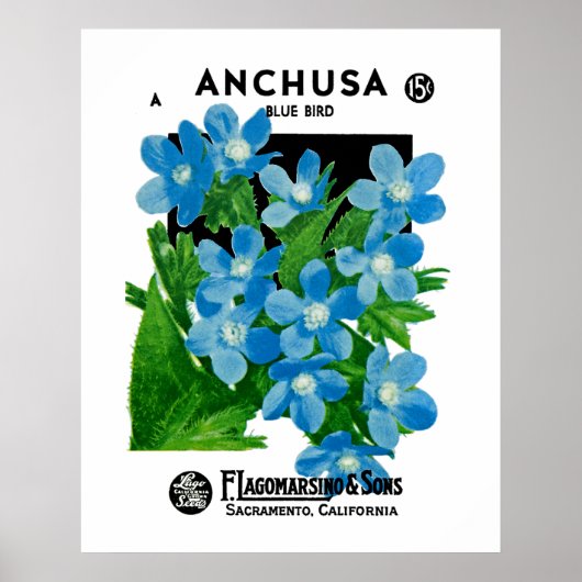 Anchusa Poster (Voorkant)