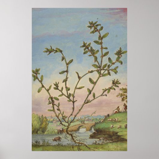 Ancient Botanical Art Mugwort Poster (Voorkant)