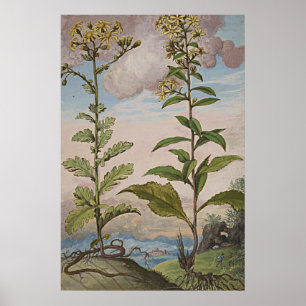 Ancient botanisch art Goldenrod Poster