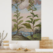 Ancient botanisch art Goldenrod Poster (Keuken)