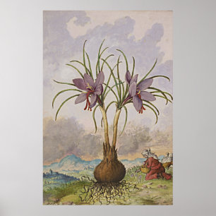 Ancient botanisch art saffron poster