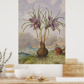 Ancient botanisch art saffron poster (Keuken)