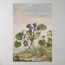 Ancient Botanisch Kunst Viola Poster