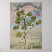 Ancient botanisch kunstgebindweed poster (Voorkant)