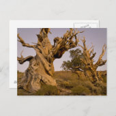 Ancient Bristlecone Forest, White Mountains, CA Briefkaart (Voorkant / Achterkant)