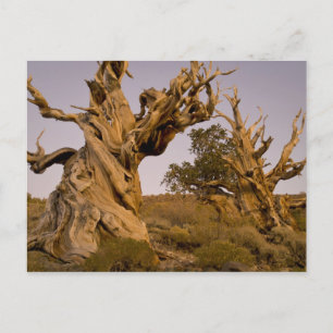 Ancient Bristlecone Forest, White Mountains, CA Briefkaart