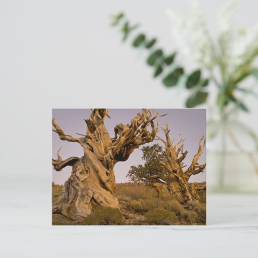 Ancient Bristlecone Forest, White Mountains, CA Briefkaart (Staand voorkant)