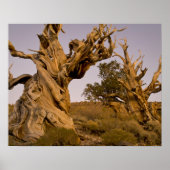 Ancient Bristlecone Forest, White Mountains, CA Poster (Voorkant)