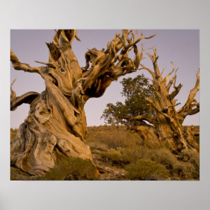 Ancient Bristlecone Forest, White Mountains, CA Poster
