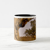 Ancient Bristlecone Forest, White Mountains, CA Tweekleurige Koffiemok (Center)