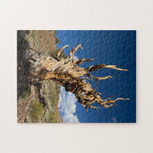 Ancient Bristlecone Legpuzzel (Horizontaal)