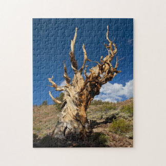 Ancient Bristlecone Legpuzzel