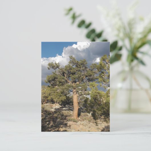 Ancient Bristlecone Pine Forest Briefkaart (Staand voorkant)