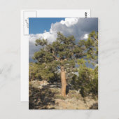 Ancient Bristlecone Pine Forest Briefkaart (Voorkant / Achterkant)