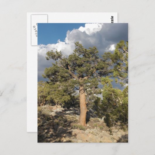 Ancient Bristlecone Pine Forest Briefkaart (Voorkant / Achterkant)