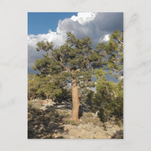 Ancient Bristlecone Pine Forest Briefkaart