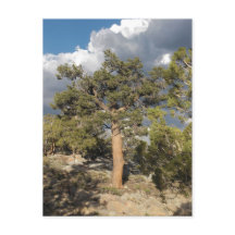 Ancient Bristlecone Pine Forest