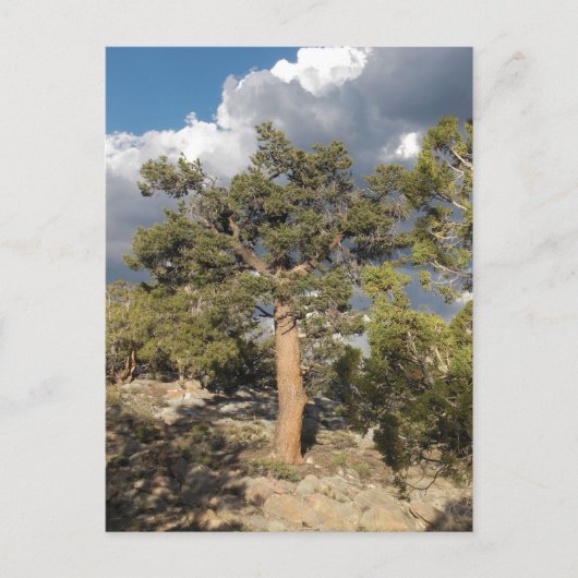 Ancient Bristlecone Pine Forest Briefkaart (Voorkant)