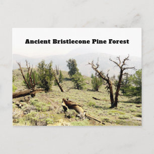 Ancient Bristlecone Pine Forest California Briefkaart
