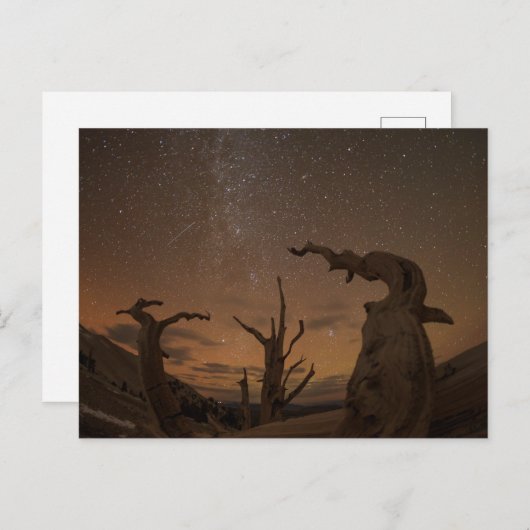 Ancient Bristlecone Pine Forest | Californië Briefkaart (Voorkant / Achterkant)
