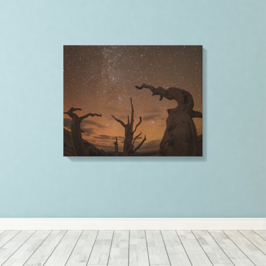 Ancient Bristlecone Pine Forest | Californië Canvas Afdruk (Insitu (Houten vloer))