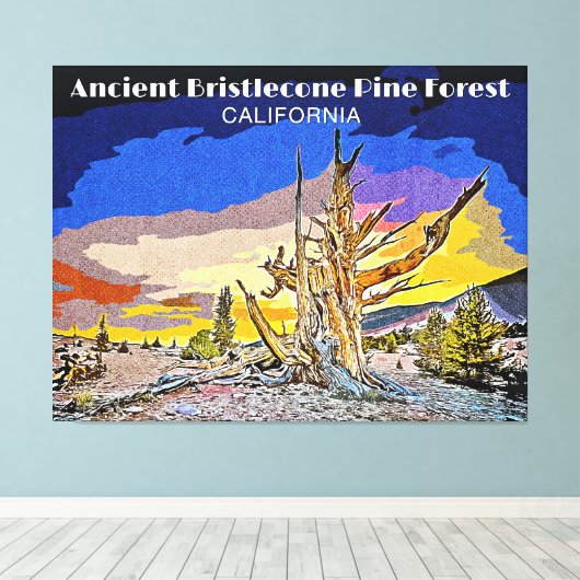 Ancient Bristlecone Pine Forest, Californië Canvas Afdruk (Insitu (Houten vloer))