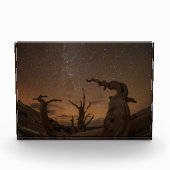 Ancient Bristlecone Pine Forest | Californië Fotoblokken (Voorkant)