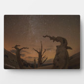 Ancient Bristlecone Pine Forest | Californië Fotoplaat (voorkant)