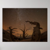 Ancient Bristlecone Pine Forest | Californië Poster (Voorkant)