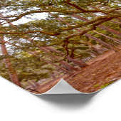 Ancient Live Oak, Cadillac Square, Dauphin Island Poster (Hoek)