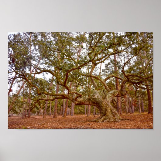 Ancient Live Oak, Cadillac Square, Dauphin Island Poster (Voorkant)