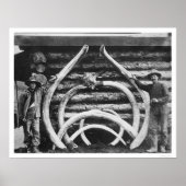 Ancient Mastodon Botten Alaska 1908 Poster (Voorkant)