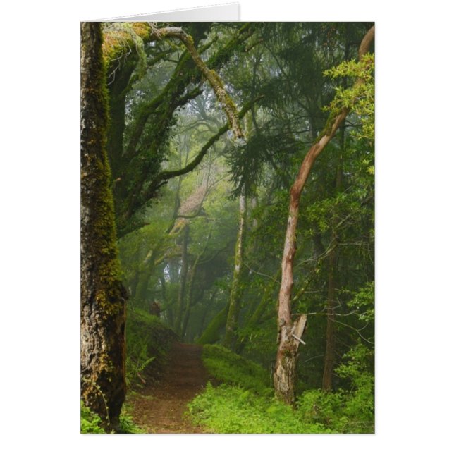 Ancient Oaks Trail (Voorkant)