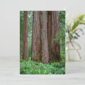 Ancient Redwood Towering Bedankkaart (Staand voorkant)