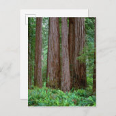 Ancient Redwood Towering Briefkaart (Voorkant / Achterkant)