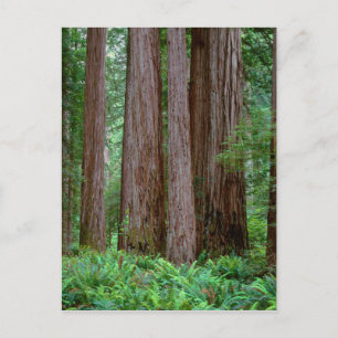 Ancient Redwood Towering Briefkaart