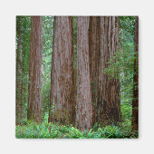 Ancient Redwood Towering Magneet (Voorkant)