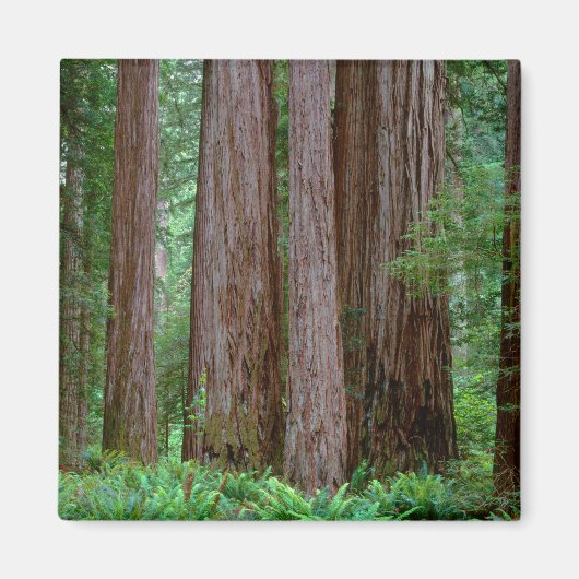 Ancient Redwood Towering Magneet (Voorkant)
