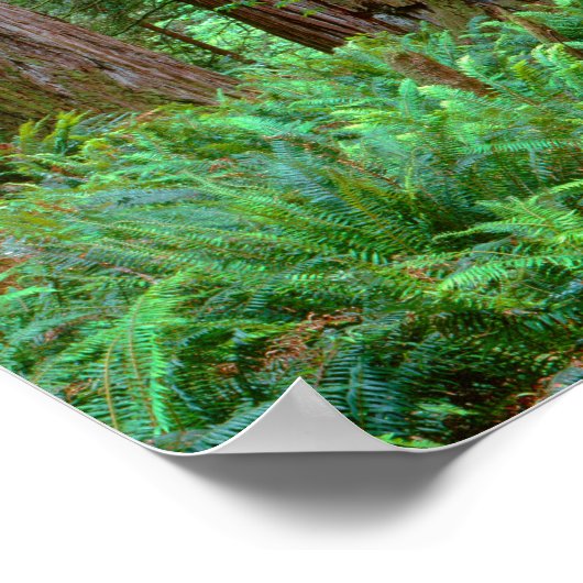 Ancient Redwood Towering Poster (Hoek)