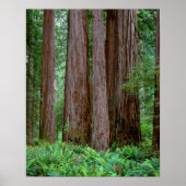 Ancient Redwood Towering Poster (Voorkant)