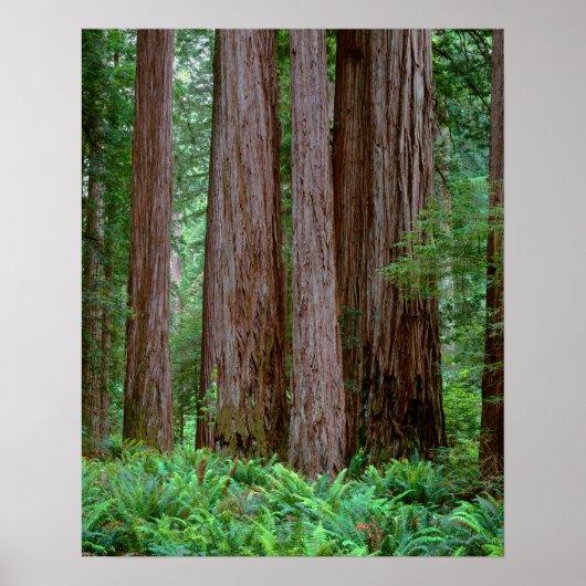 Ancient Redwood Towering Poster (Voorkant)