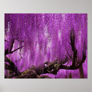 Ancient Wisteria Paars Lavender Flowers poster