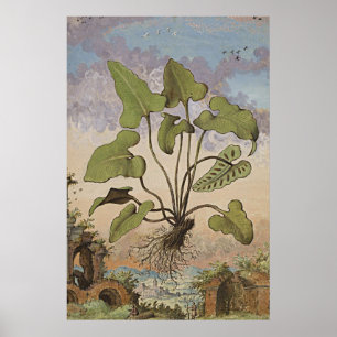 Anciënte botanische kunst Hemionite Fern Poster