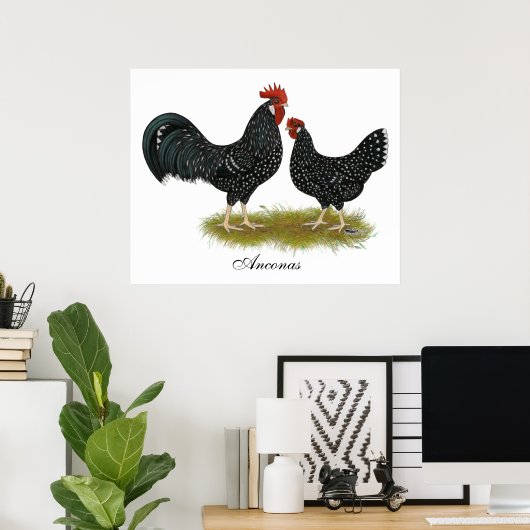 Ancona Chickens Poster (Thuiskantoor)