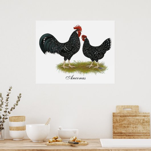 Ancona Chickens Poster (Keuken)