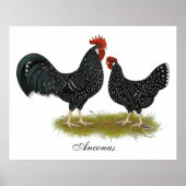 Ancona Chickens Poster (Voorkant)